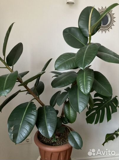 Фикус каучуковый