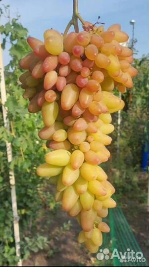 Саженцы и черенки винограда