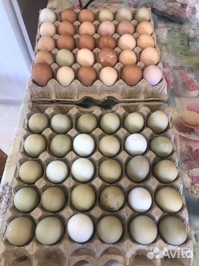 Домашние куриные яйца