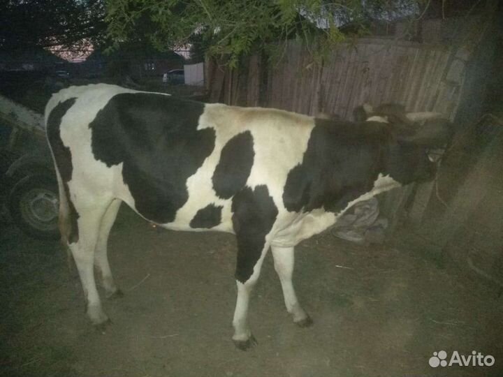 Телки стельные