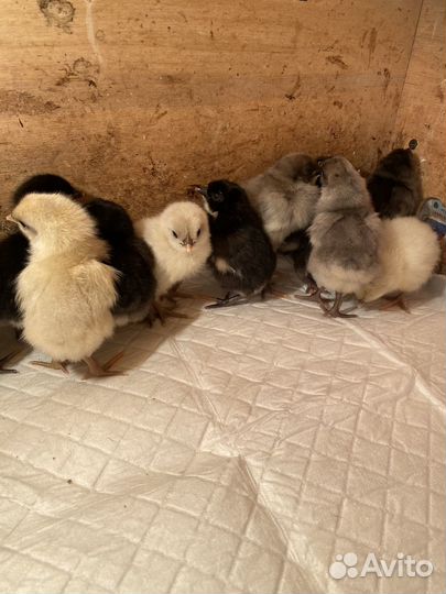 Цыплята шелковые и сильверудд