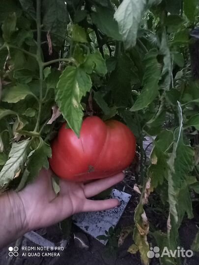 Помидора сладкая Бычье сердце