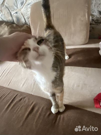 Молодая кошечка