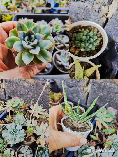 Домашние суккуленты