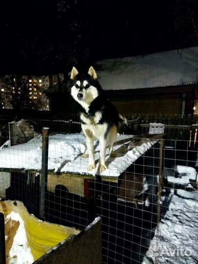 Хаски в добрые руки