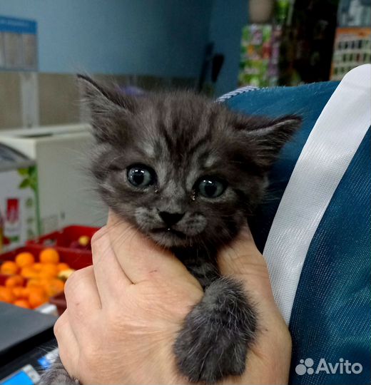 Отдам в хорошие руки котенка