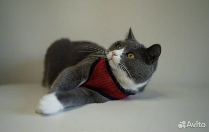 Шлейка для животных