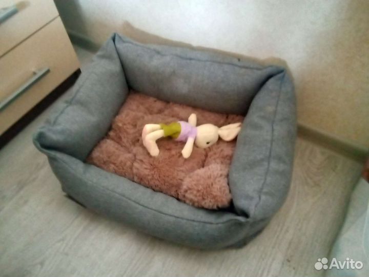 Карликовый кролик