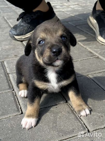 Щенки дворняжки бесплатно