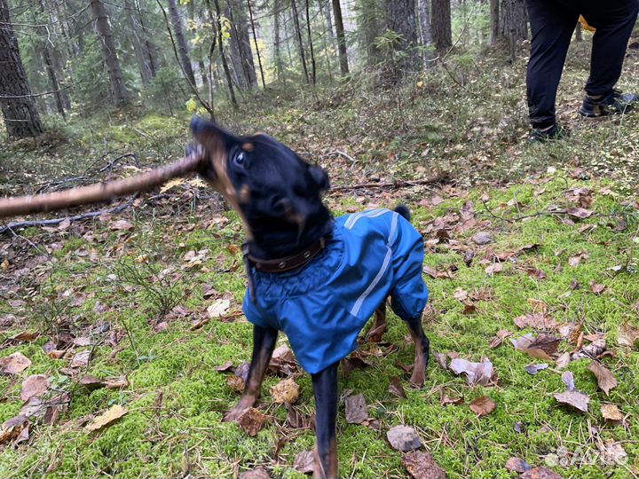 Одежда для собак