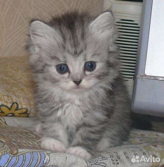 Милые пушистики