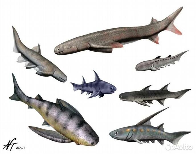 Чешуйки рыбы. Пермский период.Окаменелость