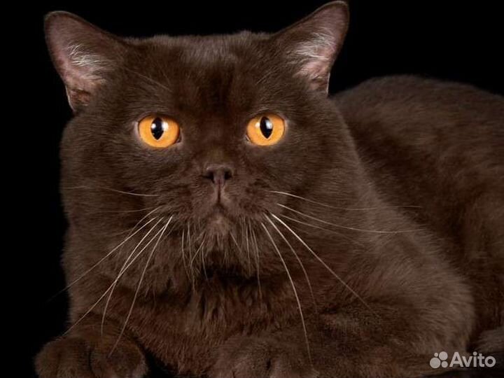 Британская вязка