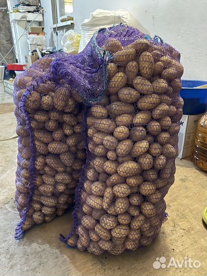 Картофель домашний голландка