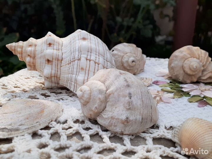 Морские раковины и ракушки