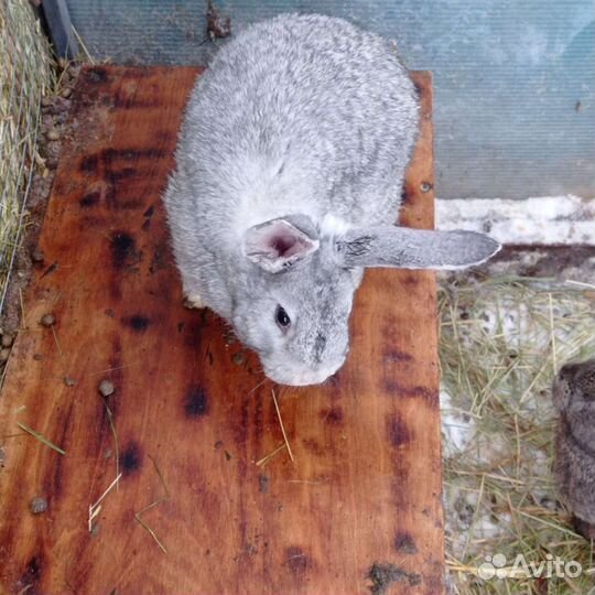 Кролики на племя