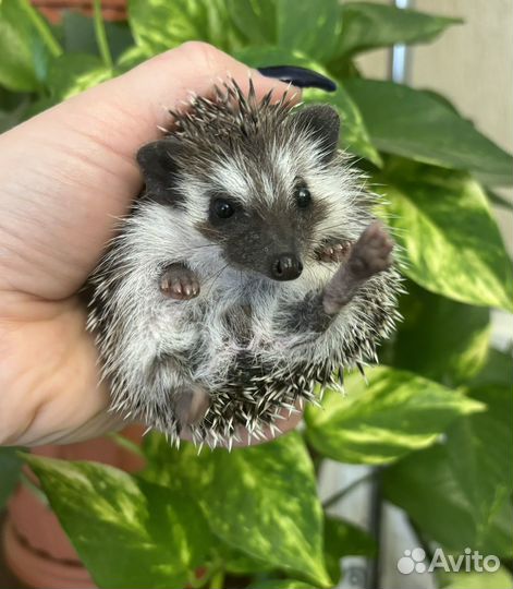 Африканские ручные ежи, милые ежики
