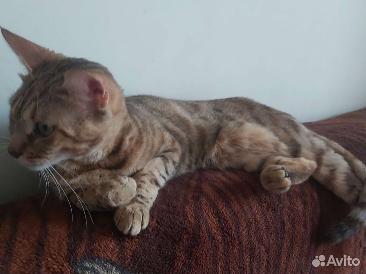 Бенгальская кошка