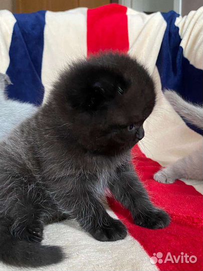 Шотландская