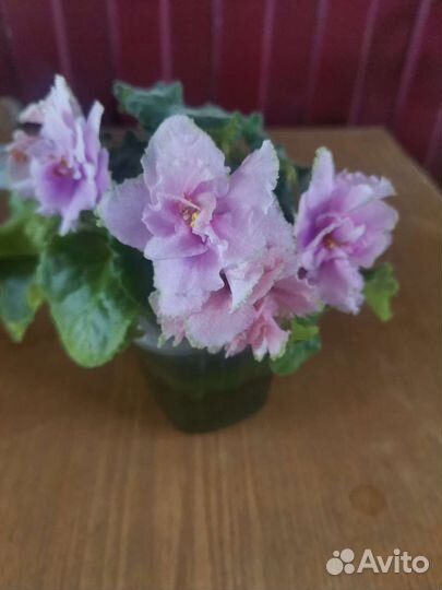 Взрослые цветущие фиалки