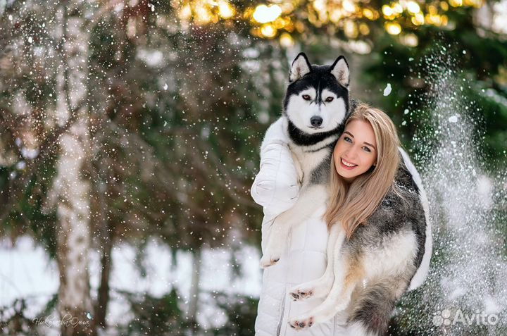 Собаки Хаски для фотосессий