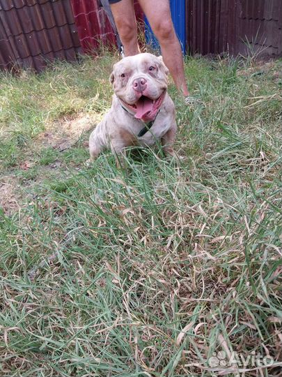 Американского булли вязка