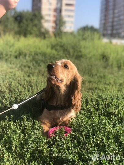 Передержка собак и кошек / догситтер