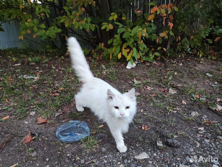 Шикарный кот брошен на СНТ на зиму