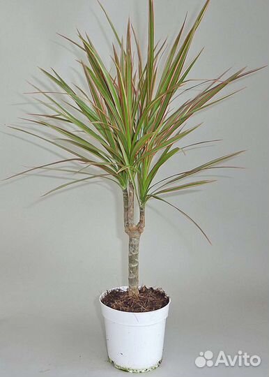 Комнатные цветы пальма