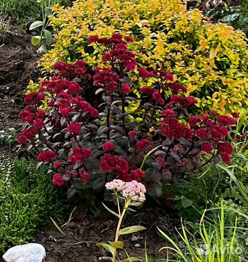 Очиток видный