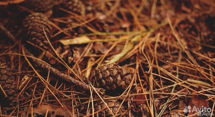 Хвойный опад