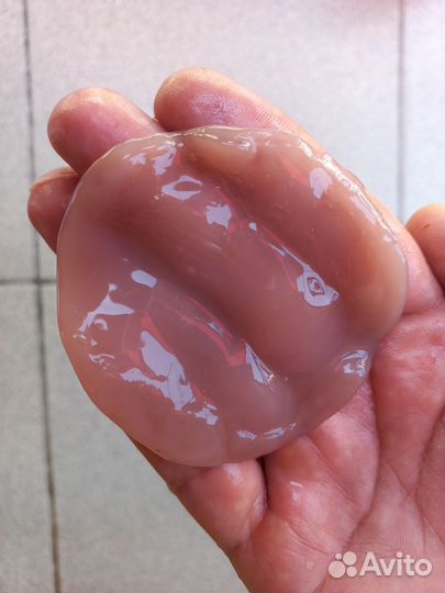 Медузомицет (чайный гриб, комбуча)