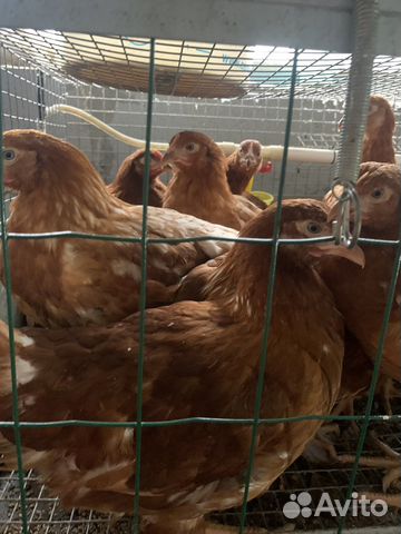 Куры несушки