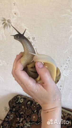 Улитки ахатины ретикулята
