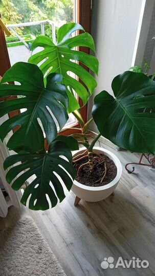 Продам Монстеру