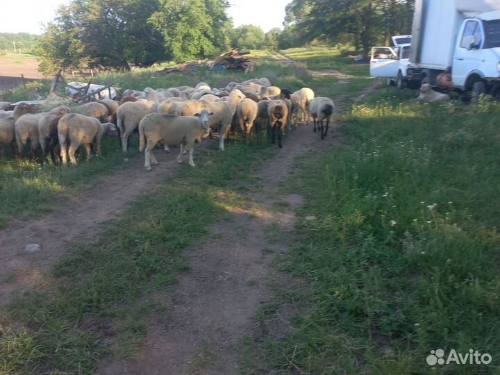 Ярки бараны ягнята