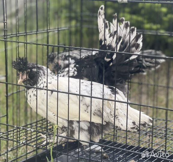 Павловские куры