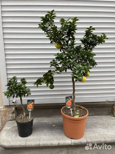 Мандариновое дерево