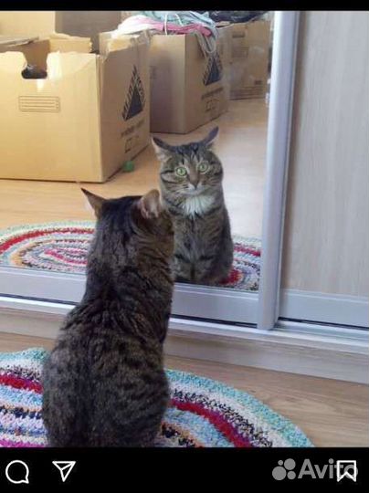 Кот домашний