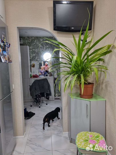 Пальма панданус