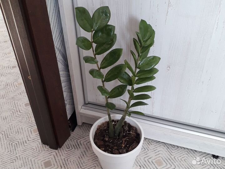 Замиокулькос