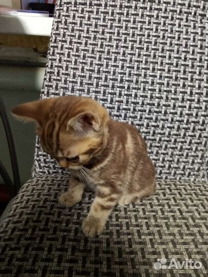 Продам котят Британской породы