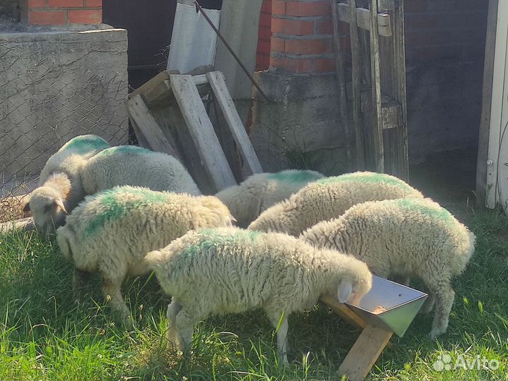 Овцы бараны