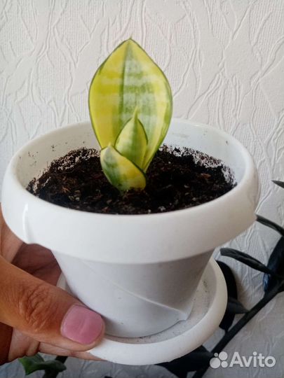 Замиокулькас. Сансевиерия