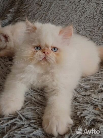 Персидские котята