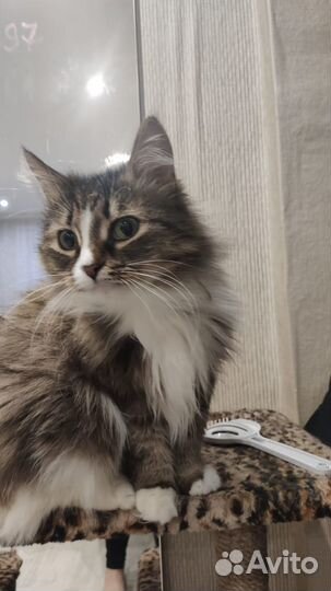 Кошка ищет дом
