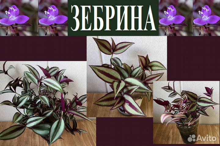 Эписции,плющ,сингониум,эсхинант,стрептокар.,кросса