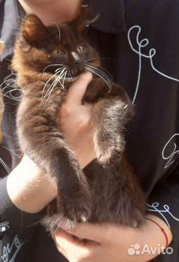 Котенок подросток