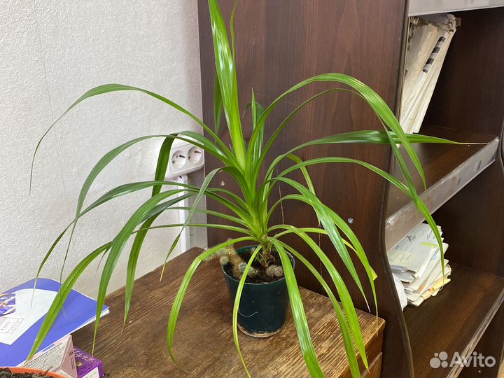 Пальма Панданус