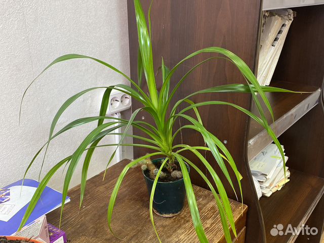 Пальма Панданус